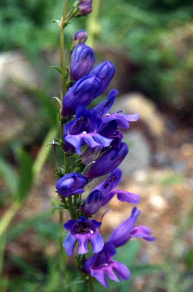 Penstemon alpinus photo
